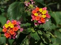 Lantana Flower