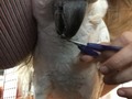 It’s so hard to take a pic or video of how Misha lets me trim his toenails. Basically, like with the harness training, I bribe him and reward him with sexy touches under his wings and rump. He’s such a good bird 💗💗💗 #goodbird #bribing #mishabird #moluccancockatoo #cockatoo