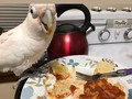 Eating nachos with Boo in the kitchen #goffins #goffinscockatoo #cockatoosofinstagram #boobird #cuteface #foodface #lifelongfriends #birdfriend