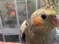This is the baby cockatiel that I almost walked home with! He practically jumped in my arms and just wanted to play and taste me. #babycockatiel #babybird #cutebird #cockatielbaby #stlpets #cutenessoverload #omgsocute #chosenone #cockatiel #cockatielsofinstagram #cockatielsofig #birdlover #babybirds
