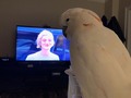 Tonight read like a really terrible blonde joke… I took my cockatoo who thinks he’s my boyfriend to a guy’s condo to watch Something About Mary and have pizza.... this is proof that for a few blissful minutes, Misha didn’t laugh, did not scream, did not sing, and did not otherwise vocalize at 105 dB. I did not take video of him acting up, because it would’ve been about two hours long. #reallifeblondejoke #birdonadate #datingissuesthesedays #somethingaboutmary #stlpets #mishabird #pizzaandmovies #moodkill #hownotto #howtoscareoffmen