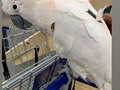 Yesterday after bringing Boo home, Misha hopped in the travel cage and manipulated me to take him out to the park and we predictably met some kids. Since he mostly chewed through his perch, we stopped by the hardware store too. #stlpets #TheBirdyBabe  #stlpets #cockatoo #cockatoos #cockatoosofinstagram #parrotlover #birdlover #cockatoolove #cockatoolife #happybird #goodbird #cutebird #cutestpets #socute #cutestbird #cuteness #cutepets #animalvideos #cockatoolove #moluccancockatoo #cockatoo #cockatoosofinstagram