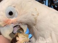 Boo is his normal annoying self, enjoying chicken! #notavegetarian #boobird #stlpets #notsick #birdparty #goffinscockatoo