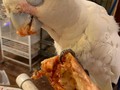 Boo got triggered to our old college days by the sight of a @dominos box. He clearly had a vivid flashback tonight 😂#collegebird #pizzaface #stlpets #birb #birbs #cockatoo #cockatoosofinstagram #cockatoos #cockatoolove #goffinscockatoo #goffinsofinstagram #bootard #boobird