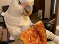 Boo got triggered to our old college days by the sight of a @dominos box. He clearly had a vivid flashback tonight 😂#collegebird #pizzaface #stlpets #birb #birbs #cockatoo #cockatoosofinstagram #cockatoos #cockatoolove #goffinscockatoo #goffinsofinstagram #bootard #boobird