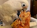 Boo got triggered to our old college days by the sight of a @dominos box. He clearly had a vivid flashback tonight 😂#collegebird #pizzaface #stlpets #birb #birbs #cockatoo #cockatoosofinstagram #cockatoos #cockatoolove #goffinscockatoo #goffinsofinstagram #bootard #boobird