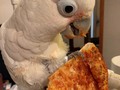 Boo got triggered to our old college days by the sight of a @dominos box. He clearly had a vivid flashback tonight 😂#collegebird #pizzaface #stlpets #birb #birbs #cockatoo #cockatoosofinstagram #cockatoos #cockatoolove #goffinscockatoo #goffinsofinstagram #bootard #boobird