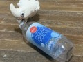 Boo likes to play fetch with empty bottles! He didn’t want to go in his cage. He’s too cute to do wrong and he knows it. 😁🤪   #goffinscockatoo #cockatoo #stlpets #cutebird
