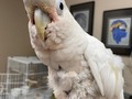 Boo is coming home on Monday! He is back to having a normal appetite (like the porkatoo he is), and I’m dropping off his baby food tomorrow so the vet techs can try getting him to take his meds that way 🤞🤞🤞. He will still need to be nebulized twice daily but he seems to like that kind of medication . When we visited today he was just wrapping up helping Lisa eat an egg roll.  Boo is also back to being extremely amorous. I’m excited that he’s coming home because I was so worried and missed my morning Boo time these past two weeks! #porkatoo #cockatoo #sickbird #lunginfection #goffincockatoo #goffinscockatoo #stlpets #lifetimecommitment #bestbird #boobird