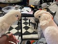 My social media hiatus has lasted longer in part because I've been going out of town and boarding or leaving Boo and Misha with our boyfriend alot. They've been bonding in my absence, and now Misha wants Boo to be within eyesight all the time. It was so cute getting home and feeding them dinner yesterday! #cockatoos #moluccancockatoo #goffinscockatoo #stlpets #goodbirds #cockatooofinstagram