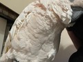 Misha is the white cloud cockatoo of chill. The older he gets, the slower he moves (except for 8-8:15pm, cockatoo crazy-o’clock) and he is so deeply not only in tune with my mood but with how he can help me. I had a long and intense week, and Misha just insisted on literally soaking up my stress by sitting firmly on my lap with fluffin chops and gazing into my eyes with his head against my heart. 💗💗💗 #moluccancockatoo #moluccancockatoolove #moluccancockatoosofinstagram #cockatoolove #stlpets #featheredfriday #mishabird #betterwithage #wannabetherapybird #wannabetherapist #fluffinchops
