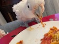 We celebrated pi day early and had pizza last night. Boo was in heaven! Misha is too much when both Boo and my boyfriend are out at the same time, but he ate a slice inside his cage. #cutebirds #piday #pizzapiday #goffins #goffinscockatoo #cockatoolove #cockatoo #cutestbird #foodface #cockatoosday #stlpets #314day #happybird #pizzaface #pizzaparty #partybird #pizzabird #birdface
