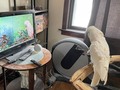 Boo loves watching jungle birbs on @parrot.town ! He cried so I would let him out to perch closer. #cutebird #goffincockatoo #goffinscockatoo #cockatooofinstagram #cockatoolove #cockatoolife #parrottown #spoiledbird #birdtv #boobird #cockatooenrichment #parrotenrichment #stlpets