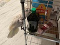 Boo started the day off naughty by grabbing my glasses off my face and opening a new bottle of olive oil! As usual, Misha was the model Moluccan cockatoo that makes everyone want a cockatoo. Misha tried to eat the house only twice; Boo tried to destroy my life every second he was awake (and he’s still awake). #cockadrama #moluccancockatoo #goffinscockatoo #moluccanmonday #mischiefmonday #troublemaker #naturalforaging #kitchenforaging #cuteparrotsofinstagram