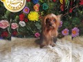 Scott le saca 😜 a los apá que no les gusta celebrar San Valentín 🐾😂 #maracay #peluqueriacanina #hospedajecanino #venezuela #bulldogfrances  #bulldog  #chihuahua #chihuahuas_of_instagram #peluqueriacaninamaracay #peluqueriacaninaadomicilio #peluqueriacaninaadomiciliomaracay  #aragua  #lasdelicias  #lasoledad  #andresbello  #laarboleda  #calicanto  #sanisidro  #lafloresta  #elbosque  #basearagua  #poodle  #golden  #schnauzer  #pug  #husky  #yorkshire  #terranova  #bichon