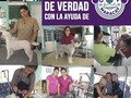 *Curso de Iniciación a la peluquería canina*  Correcta Formación para Iniciarte en la peluquería canina. Fórmate como peluquero canino y accede al mundo laboral con una profesión de futuro y Profesorado Experto en Peluquería Canina. Cursos presenciales 100%, y con prácticas desde el 1er día.  Formación continua.  Nuestro curso de peluquería y estética canina, consta de un programa formativo totalmente práctico desde el primer día. Lo que te permitirá adquirir experiencia a través de nuestras clases. Guiadas por grandes profesionales de la peluquería canina. *Características Generales*  Curso creado para alumnos mayores de 16 años que quieran introducirse en el mundo de la peluquería canina.  La enseñanza es totalmente personalizada y práctica desde el primer día. Con horario flexible y adaptado a cada alumno.  Cursos continuos todo el año.  Tú decides cuando quieres empezar. Todas las prácticas se realizan con nuestro profesorado altamente cualificado y estrictamente seleccionado, para que te integres totalmente en el oficio y desde un inicio, veas el funcionamiento de una peluquería canina. *Duración del curso* El curso consta de 100 horas, todas ellas prácticas. *Programa del Curso inicial peluquería canina*  Técnicas para el correcto manejo del perro: Técnica de sujeción en el cepillado. Técnica de manipulación en el lavado. Manejo del perro en el secado. Cepillado. Estudio y manejo del material a emplear. Corrección postural en el trabajo. Técnicas de desanudado: cómo quitar nudos y apelmazamientos sin dañar la piel del perro. Lavado: Estudio del pelo según textura y longitud para utilizar el champú adecuado. Estudio de la cosmética que se utiliza en el baño. Aprendizaje de cómo mojar al perro para poder lavarlo óptimamente. Enjabonado correcto para eliminar toda la suciedad. Aclarado perfecto para eliminar todo resto de jabón. Aplicación de mascarillas y acondicionadores. Secado: Diferentes técnicas de secado. Cómo utilizar el expulsador. Cómo utilizar el secador. Cómo realizar el secado correctamente. Técnicas de estirado del pelo en el secado. Cuidado y mantenimiento de secadores. Corte a máquina: Estudio de la máquina. Estudio de las distintas cuchil