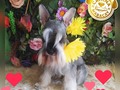 El más puro y sincero amor lo vas a encontrar en estos seres terrenales, satisfacción totalmente asegurada🥰 Dana . Obtén Lo mejor en servicios, para que no te preocupes ni un segundo de tu mascota. •Para mayor información contactanos y solicitar tu visita guiada via whatsapp 04144607953 o llamar al 02438083150 #maracay #hospedaje #hospedajecanino #hospedajefelino #guarderiacanina #guarderiafelina #alojamientocanino #alojamientofelino #cagua #turmero #lasdelicias #calicanto #lafloresta #lacooperativa #lamorita #andresbello #cerrohotelmaracay #valencia #caracas #peluqueriacanina #poodle #schnauzer #goldenretriever #yorkshire #pug #huskypuppy #venezuela #sembradaenvenezuela