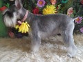 El más puro y sincero amor lo vas a encontrar en estos seres terrenales, satisfacción totalmente asegurada🥰 Dana . Obtén Lo mejor en servicios, para que no te preocupes ni un segundo de tu mascota. •Para mayor información contactanos y solicitar tu visita guiada via whatsapp 04144607953 o llamar al 02438083150 #maracay #hospedaje #hospedajecanino #hospedajefelino #guarderiacanina #guarderiafelina #alojamientocanino #alojamientofelino #cagua #turmero #lasdelicias #calicanto #lafloresta #lacooperativa #lamorita #andresbello #cerrohotelmaracay #valencia #caracas #peluqueriacanina #poodle #schnauzer #goldenretriever #yorkshire #pug #huskypuppy #venezuela #sembradaenvenezuela