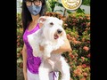 A Balu le encanta disfrutar al aire libre, y desea que está cuarentena se pase pronto . 🐾 .  Obtén Lo mejor en servicios, para que no te preocupes ni un segundo de tu mascota. •Para mayor información contactanos y solicitar tu cita vía whatsapp 04144607953 o llamar al 02438083150 por favor insistir hasta que caiga la llamada.  Nuestros horarios (covid_19) son de lunes a domingo de 7am a 11am . . Nos abstenemos de perros agresivos, enfermos y con ectoparásitos/pulgas garrapatas. Esto para poder ofrecerle la seguridad de que nuestros espacios está totalmente libre de enfermedades y ectoparasitos. (Si tu perrito actualmente padece alguno de estos caso, la recomendación es primero tratar este problema para luego poder recibirlo con mucho gusto). .  #maracay #hospedaje #hospedajecanino #hospedajefelino #guarderiacanina #guarderiafelina #alojamientocanino #alojamientofelino #andresbello #maracay #pug #caracas #peluqueriacaninamaracay  #peluqueriacanina #poodle #schnauzers #schnauzer #goldenretriever #yorkshire #pug #huskypuppy #venezuela #sembradaenvenezuela #schnauzermini #poodlelove