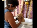 Si estás muy estresado te recomendamos nuestros servicios con el amor de mamá 🥰  Kyra adora la⭐Actitud Canina Maracay⭐ . 🐾 .  Obtén Lo mejor en servicios, para que no te preocupes ni un segundo de tu mascota. •Para mayor información contactanos y solicitar tu cita vía whatsapp 0414*4607953 / 0412*4795454 o llamar por favor insistir hasta que caiga la llamada.  Nuestros horarios (covid_19) son de lunes a domingo de 7am a 11am . . Nos abstenemos de perros agresivos, enfermos y con ectoparásitos/pulgas garrapatas. Esto para poder ofrecerle la seguridad de que nuestros espacios está totalmente libre de enfermedades y ectoparasitos. (Si tu perrito actualmente padece alguno de estos caso, la recomendación es primero tratar este problema para luego poder recibirlo con mucho gusto). .  #maracay #hospedaje #hospedajecanino #hospedajefelino #guarderiacanina #guarderiafelina #alojamientocanino #alojamientofelino #andresbello #maracay #pug #caracas #peluqueriacaninamaracay  #peluqueriacanina #schnauzer #goldenretriever #yorkshire #pug #carlino #huskypuppy #venezuela #cocker #cockerspaniel #schnauzermini #poodlelove #yorkshireterrier  #yorkshire_lovers  #schnauzersofinstagram #puglover #cat #goldenretriever #chihuahua