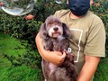 ❤️Lo mejor en servicio para tu 🐶 Aceptamos PayPal  •Para mayor información contactanos y solicitar tu cita vía whatsapp 0414*4607953 o llamar por favor insistir hasta que caiga la llamada. . . Nos abstenemos de perros AGRESIVOS, ENFERMOS y con Pulgas/Garrapatas. Esto para poder ofrecerle la seguridad de que nuestros espacios está totalmente libre de enfermedades y ectoparasitos. . (Si tu perrito actualmente padece alguno de estos caso, la recomendación es primero tratar este problema para luego poder recibirlo con mucho gusto).  Nuestros horarios (covid_19) son de lunes a domingo de 7am a 11am   . . .   ✨ °. . •    • 🐾 ° . ° `  ☄️ • •  . ✨ •  • . 🐾 •  🐾 . • `    • ° ` .  . • . °   🐾 • 🚀 .  . .   • •  •  🌎   #maracay #peluqueriacanina #peluqueriacaninamaracay #aragua