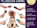 WhatsApp 04144606953 Para más información    WhatsApp 04144606953 Para más información.  ❤️Lo mejor en servicio para tu 🐶 Aceptamos PayPal   •Para mayor información contactanos y solicitar tu cita vía whatsapp 0414*4607953 o llamar por favor insistir hasta que caiga la llamada. . . Nos abstenemos de perros AGRESIVOS, ENFERMOS y con Pulgas/Garrapatas. Esto para poder ofrecerle la seguridad de que nuestros espacios está totalmente libre de enfermedades y ectoparasitos. . (Si tu perrito actualmente padece alguno de estos caso, la recomendación es primero tratar este problema para luego poder recibirlo con mucho gusto).  Nuestros horarios (covid_19) son PREVIA CITA de lunes a domingo de 7am a 11am   . . .   ✨ °. . •    • 🐾 ° . ° `  ☄️ • •  . ✨ •  • . 🐾 •  🐾 . • `    • ° ` .  . • . °   🐾 • 🚀 .  . .   • •  •  🌎   #maracay #peluqueriacanina #peluqueriacaninamaracay #aragua #cursopeluqueriacanina