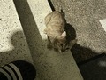 Este fin de semana le fui infiel a mi gata y ahora creo que lo sabe 🙂