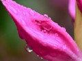 Droplets on Pink Petals