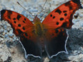 Question Mark Butterfly - I think