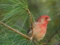 House Finch in the Pines