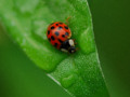 Ladybug Lovely