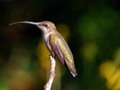 Hummingbird Beauty