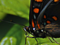 Up close with a Red-spotted Purple Butterfly