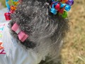 Please follow the Pawanista at her page