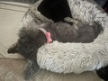Please fur love to my Zoie ( Pawanista) she has sprained her left leg and is now on bed rest. #zoiefeelbetter