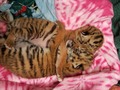 Rare Tiger Cubs Spend Their Days Snuggling at the Beardsley Zoo