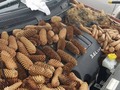 Sneaky Squirrel Loads Michigan Man's Car with 50 Pounds of Pinecones