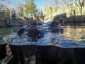 Fiona the hippo celebrates her fourth birthday with all of Twitter