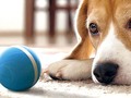 Keep your dog entertained with an interactive toy on sale