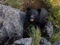 Rock Climber Fights Bear on Mountain, Wild Video