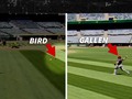 MLB Star Zac Gallen Kills Bird With Warm-Up Pitch, Shades Of Randy Johnson