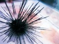 A Nasty Sea Urchin. In the Philippines, We Call it "Salungo"