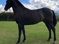 Radiante de La Plata (Iluminada de La Plata x Aarón del Jazmín)  @criaderolaplata  @criaderolaplata  @criaderolaplata