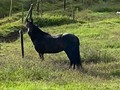 Radiante de La Plata (Iluminada de La Plata x Aarón del Jazmín)   Nieto Mayor de Luminosa de La Plata  @criaderolaplata  @criaderolaplata  @criaderolaplata