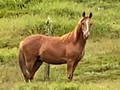 Júbilo de La Plata (Alegría de La Plata x Excelso de Potrero Chico @granjadgaleno )  Nieto de Espiga de Fino Fino  @criaderolaplata  @criaderolaplata  @criaderolaplata