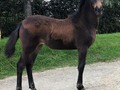 #tbt Nuestros ejemplares próximos a competir.  1.2. Alhaja Plata de NM (Compañía de La Plata x Eminente de doña Lola) A sus 4 Meses  3.4. Inmaculado de La Plata (Nieves de FG x Mi Lord de Yerbabuena) A sus 10 Meses   5.6. Radiante de La Plata (Iluminada de La Plata x Aarón del Jazmín) A sus 18 Meses  @criaderolaplata  @criaderolaplata  @criaderolaplata