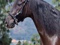 Espiga de Fino Fino (Guayacán II x Estefanía del 8)  @criaderolaplata  @criaderolaplata  @criaderolaplata