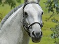 Luminosa de La Plata (Salerosa de La Plata x Rey del Destello)  @criaderolaplata  @criaderolaplata  @criaderolaplata