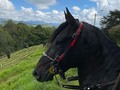 Radiante de La Plata (Iluminada de La Plata x Aarón del Jazmín)  @criaderolaplata  @criaderolaplata  @criaderolaplata