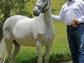 #tbt Algunos de Los Ejemplares criados por @criaderolaplata   1. 2. Luminosa de La Plata (Salerosa de La Plata x Rey del Destello) am Soberbió de La Luisa   3. Iluminada de La Plata (Luminosa de La Plata x Arco Iris del Tesoro)  4. Radiante de La Plata (Iluminada de La Plata x Aarón del Jazmín)  5. Compañía de La Plata (Espiga de Fino Fino x Bribon de SI FC)  6. Alegría de La Plata (Espiga de Fino Fino x Bribon de SI FC)  7. Espiga Real de La Plata (Espiga de Fino Fino x Mi Lord de Yerbabuena)  8. Bacoa de La Plata (Espiga de Fino Fino x Memorable de San Cayetano)  9. SC Espiga Bendita de La Plata (Espiga de Fino Fino x Mi Lord de Yerbabuena)  10. Alhaja Plata de NM (Compañía de La Plata x Eminente de doña Lola)  Prepotencia Genética de Calidad   @criaderolaplata  @criaderolaplata  @criaderolaplata